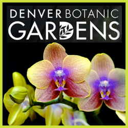 Orchid Showcase in Denver